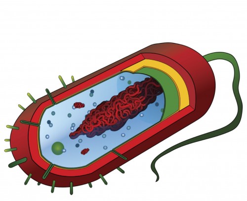 Did you know you have 5,000,000,000,000,000,000,000,000,000,000 on and in your body?!