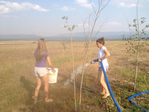 Estée and Jessica helping the aspens to thrive!